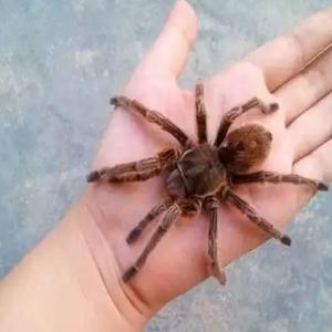 网站建设小程序开发前端样式编写积累style刷新回顶部css计算函数